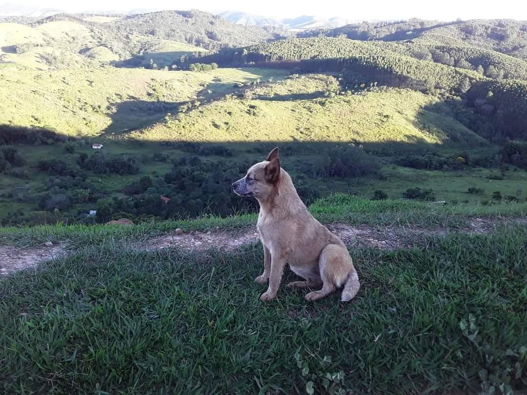 Cigana Império Heeler | Australian Cattle Dog 