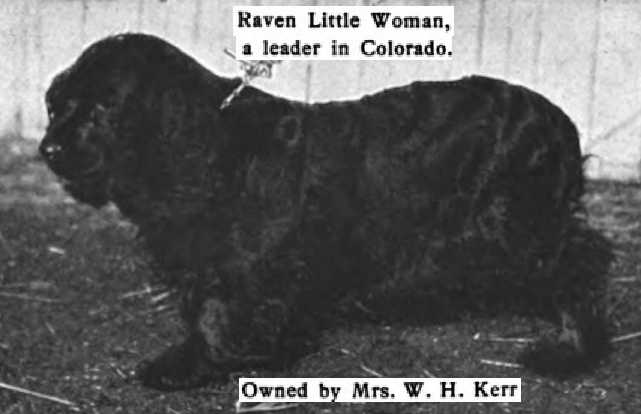 Raven Little Woman (c.1906) | American Cocker Spaniel 