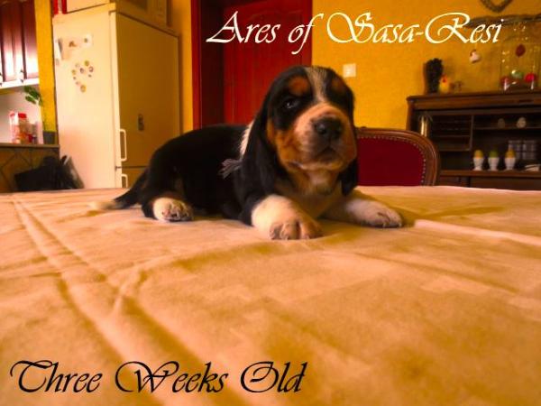 Ares of Sasa-Resi | Basset Hound 