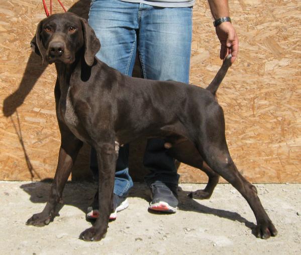 EMIR du Clos de la Luenaz | German Shorthaired Pointer 