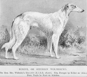 Wellesley's Krillut | Borzoi 