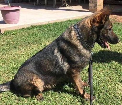 Alorha Vom OFK9 | German Shepherd Dog 