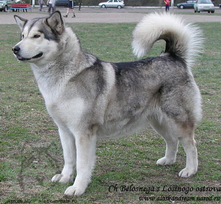 Belosnezha S Losinogo Ostrova | Alaskan Malamute 