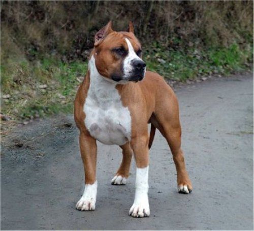 Trailblazing The Hilltops | American Pit Bull Terrier 