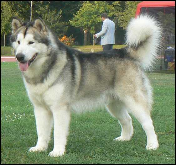 KALTAG Huk Amarok | Alaskan Malamute 