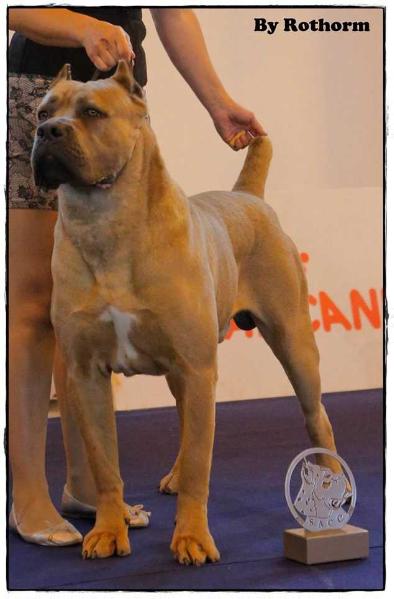 ROTHORM JY DREAM HOT CHILLI PEPPERS | Cane Corso 