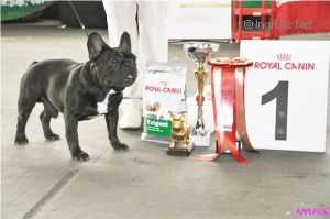 A'Vigdors Bonum Factum | French Bulldog 