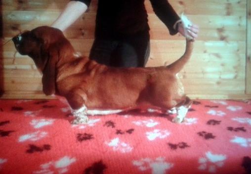 Baltik Show Pongo | Basset Hound 