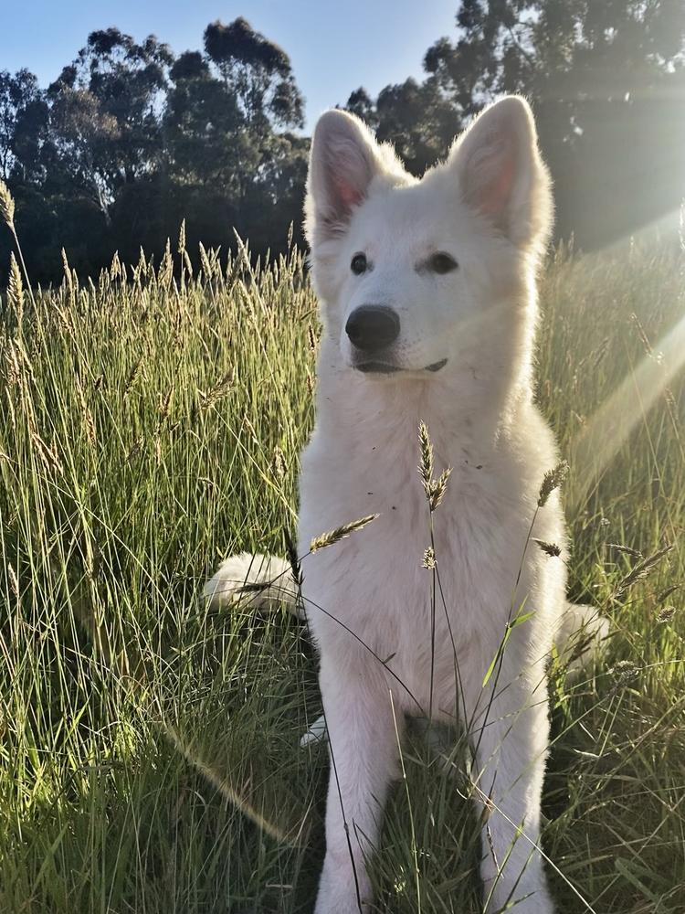 Forestpack Volaré at Allenovah | White Swiss Shepherd Dog 