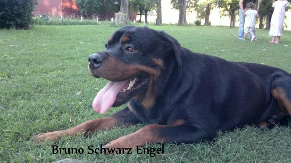 Bruno Schwarz Engel | Rottweiler 