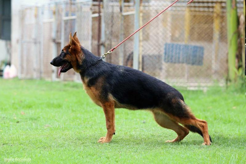 Noina vom Branch Mark | German Shepherd Dog 