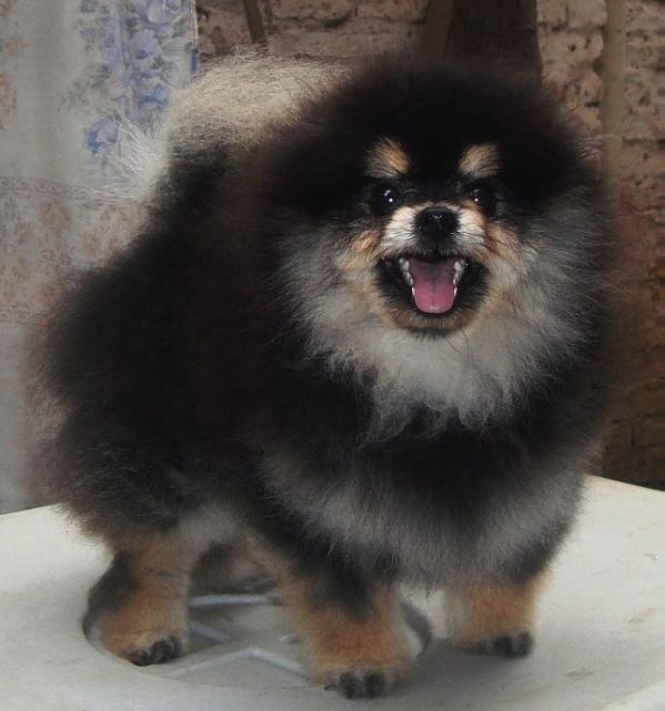 La Noblesse BR Molina's Home Lotus | Pomeranian 