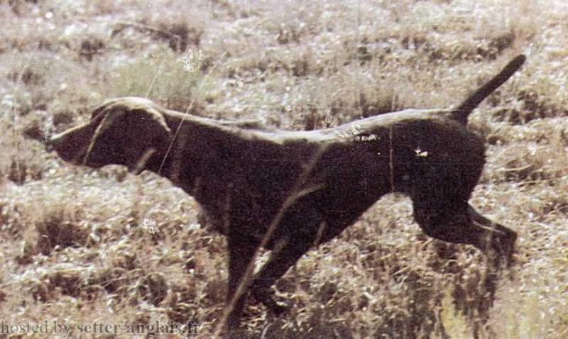 Vica | German Shorthaired Pointer 