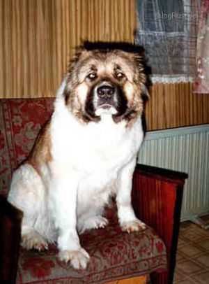 MELISA (SOKOLOVA) | Caucasian Mountain Dog 
