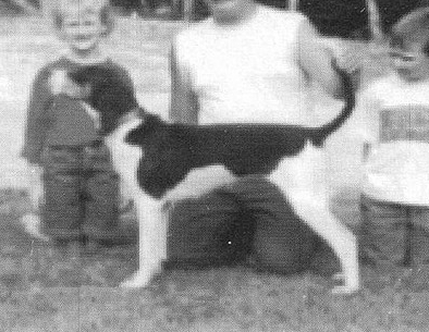 Abbott's Big Horn Daisy | Treeing Walker Coonhound 