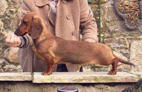 Lochlip Alessia Rose | Dachshund 