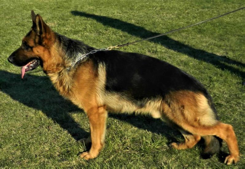 Rayko von Haus Edmond | German Shepherd Dog 