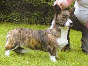 Tamlin Catherine of Aragon at Brynlluan | Cardigan Welsh Corgi 