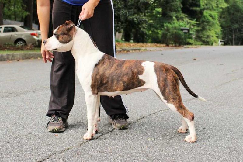 PNX Delavinci's Renaissance | American Staffordshire Terrier 