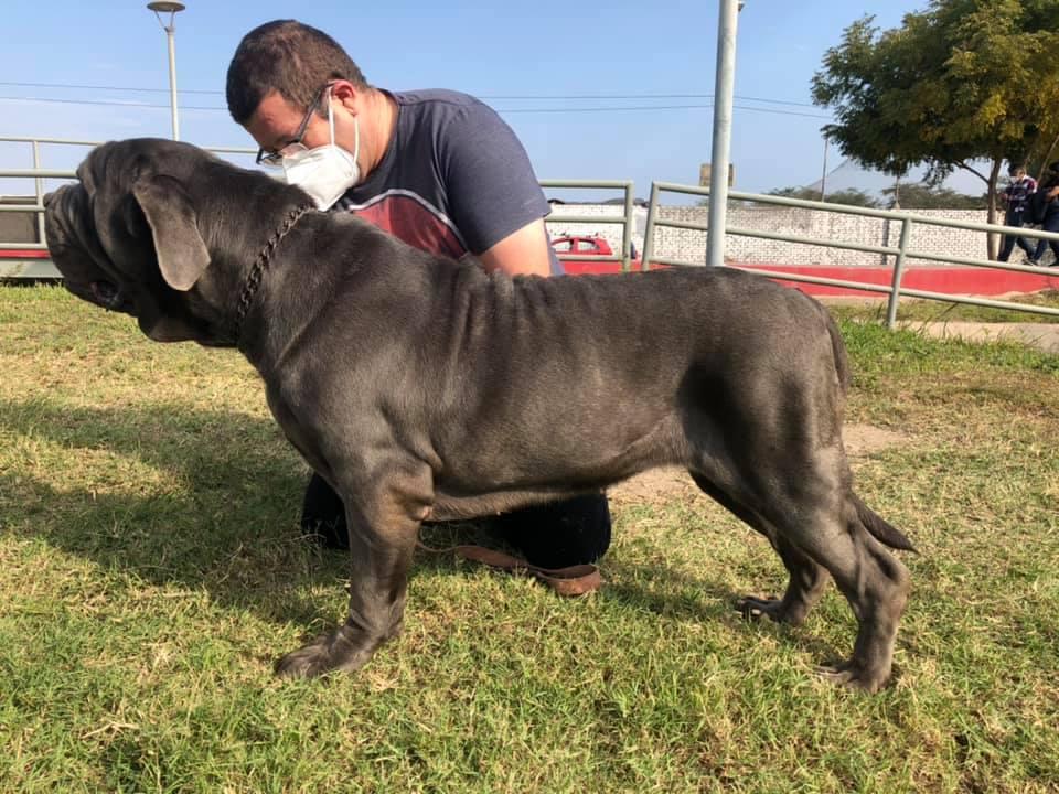 RORO CUORE D AMORE | Neapolitan Mastiff 