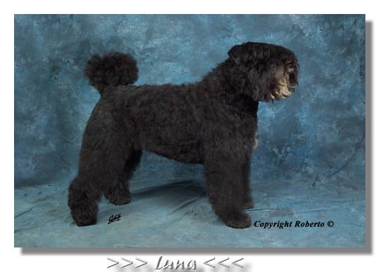 Luna | Bouvier des Flandres 