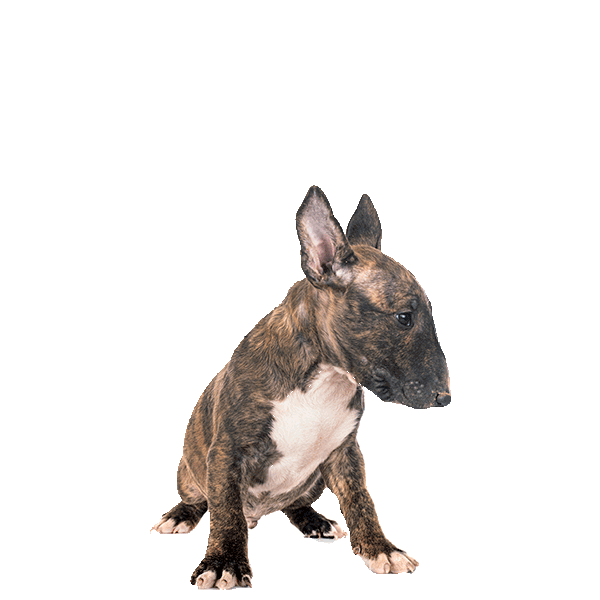 Miniature Bull Terrier