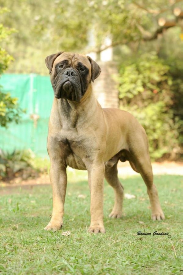 BULLSTOCK 'S I AM HERCULES | Bullmastiff 