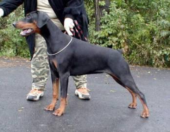 Kaily Kiona z Helfstyna | Black Doberman Pinscher