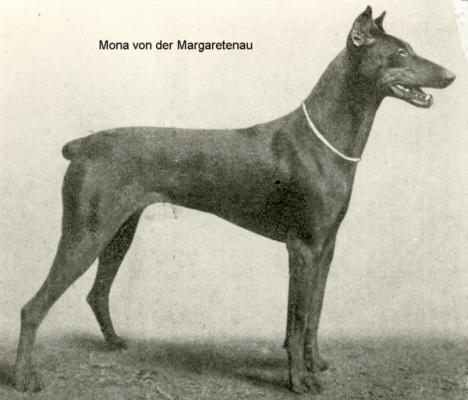 Mona v.d. Margaretenau | Brown Doberman Pinscher