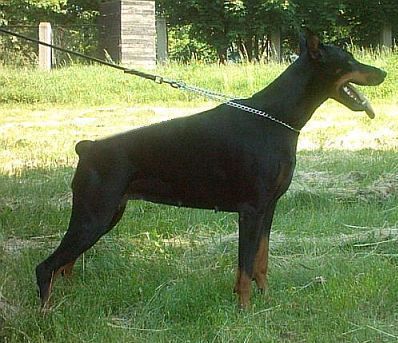 Arlen z Lechickiej Doliny | Black Doberman Pinscher