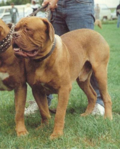 Theoreme Du Pre Des Ollieres | Dogue de Bordeaux 