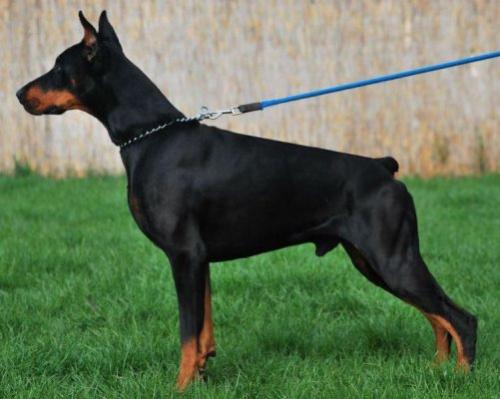 Diablo Dyaz Akagera | Black Doberman Pinscher