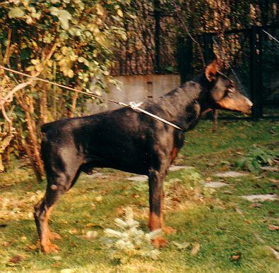 Civis Allegro | Black Doberman Pinscher