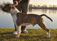 El Loko de Karysha | American Staffordshire Terrier 