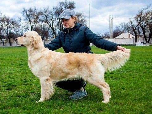 Like Miss Gentle Kiss | Golden Retriever 