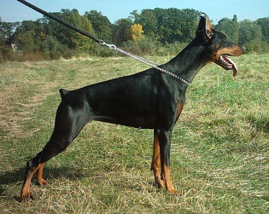 Nevskiy Tserber Russkaya Krasavitsa | Black Doberman Pinscher