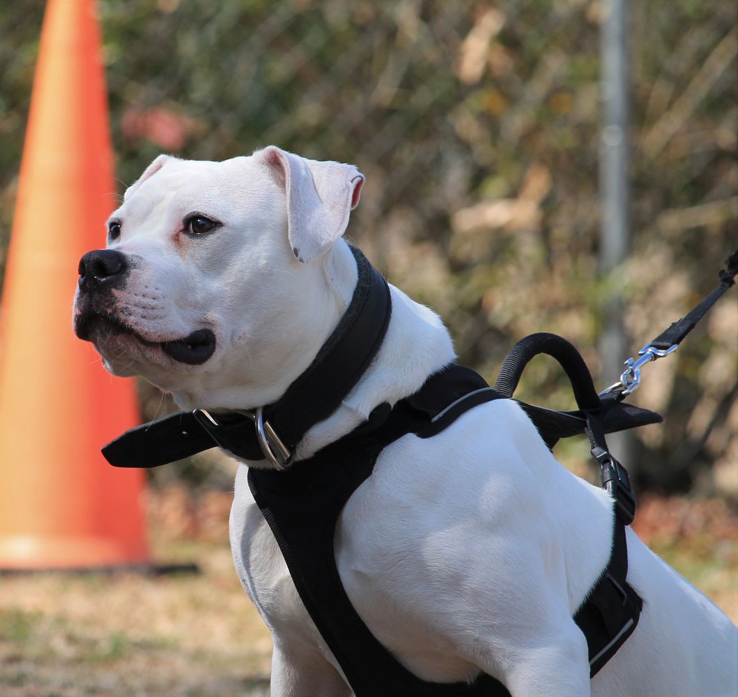 Montessa's Kind Warrior  "Athena Ruth" | American Bulldog 