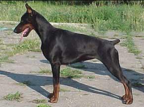 Hator Gabi Vigo | Black Doberman Pinscher