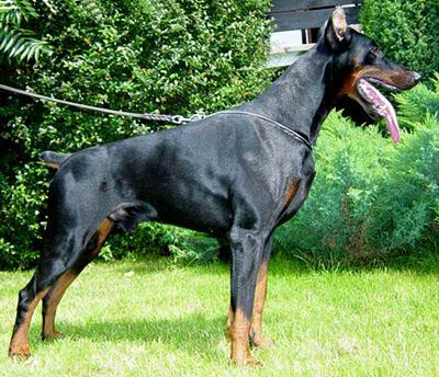 Herkules Gabi Vigo | Black Doberman Pinscher