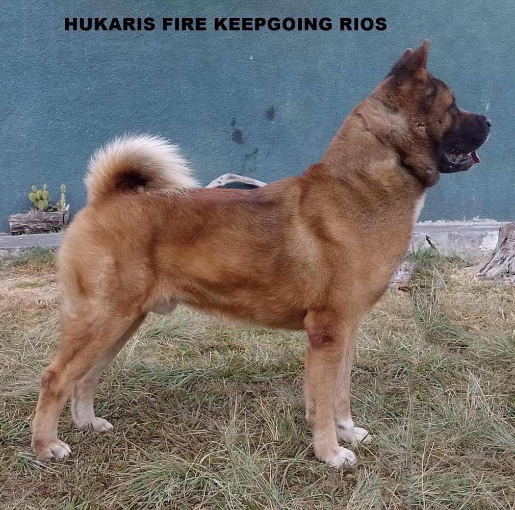 Hukaris Fyre Keep Going (Rios) | Akita 