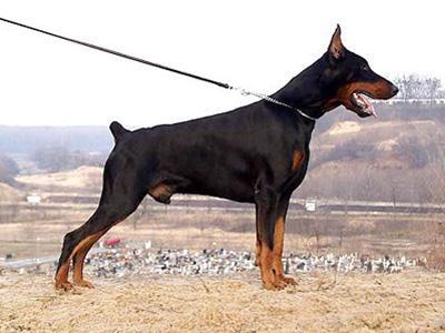 Iktus Heterozja | Black Doberman Pinscher