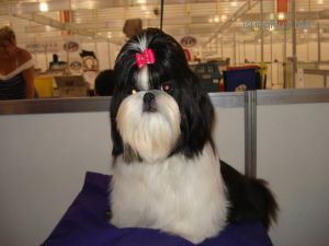 PEPPER'S ATOMIC BETTY N BRUM ABDALLA | Shih Tzu 