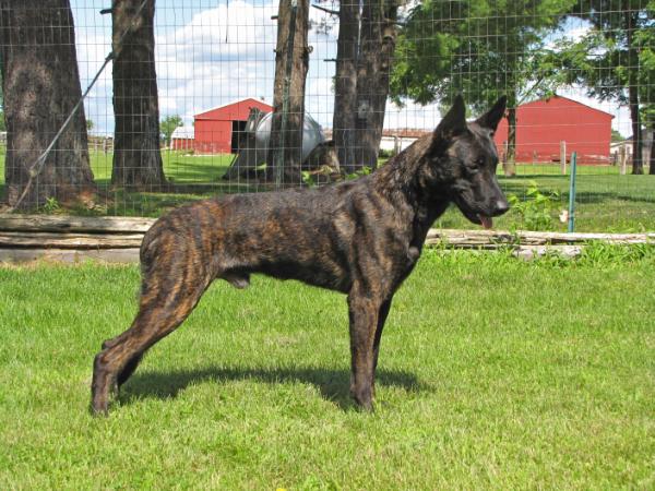 Loup Garou Von Der King | Dutch Shepherd 