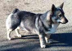 Osafin Thorin Oakenshield | Swedish Vallhund 