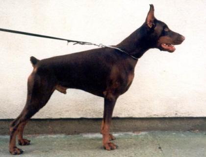 Iron Tanga Cobra | Brown Doberman Pinscher