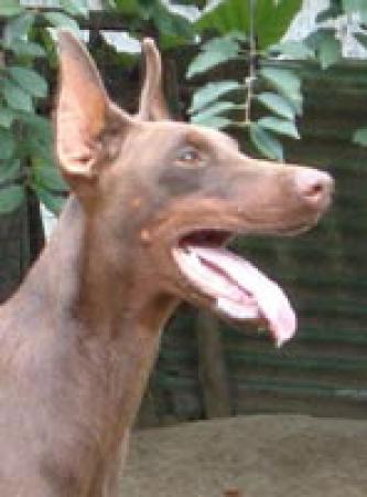 Merlin v. Cobra | Brown Doberman Pinscher