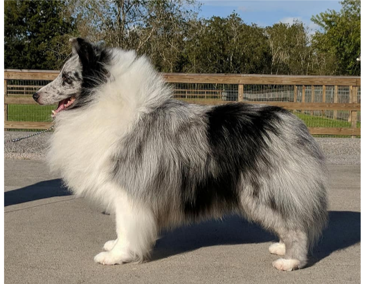 Apple Acres Family Tradition | Shetland Sheepdog 