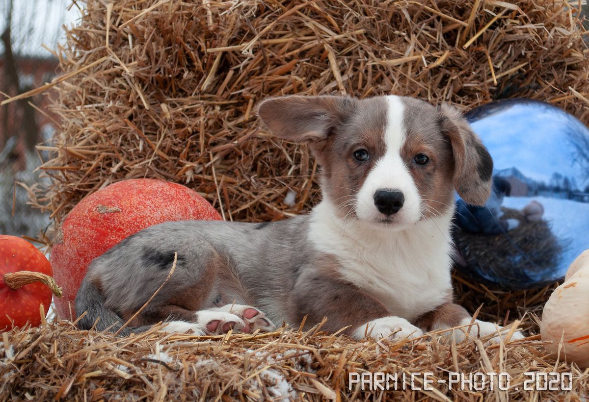 Clif Medison | Cardigan Welsh Corgi 