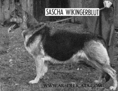 Sascha Wikingerblut | German Shepherd Dog 