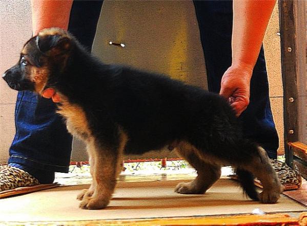 Rossiyanin | German Shepherd Dog 